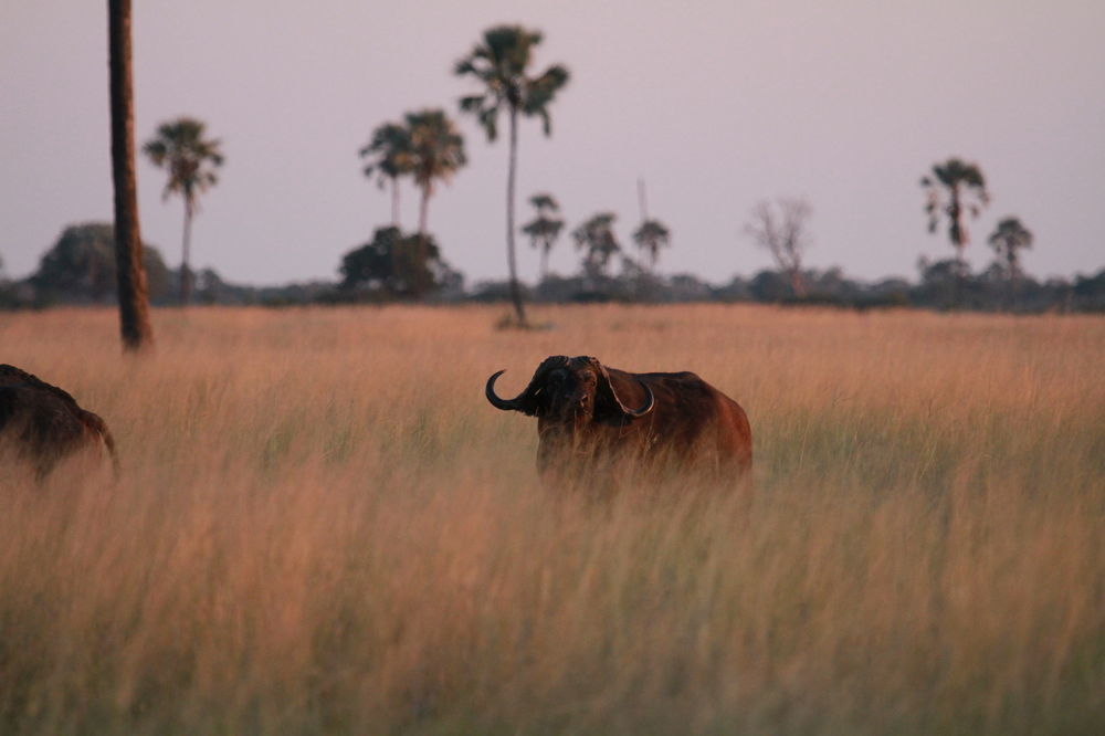 Отель The Hide Safari Camp Dete Экстерьер фото