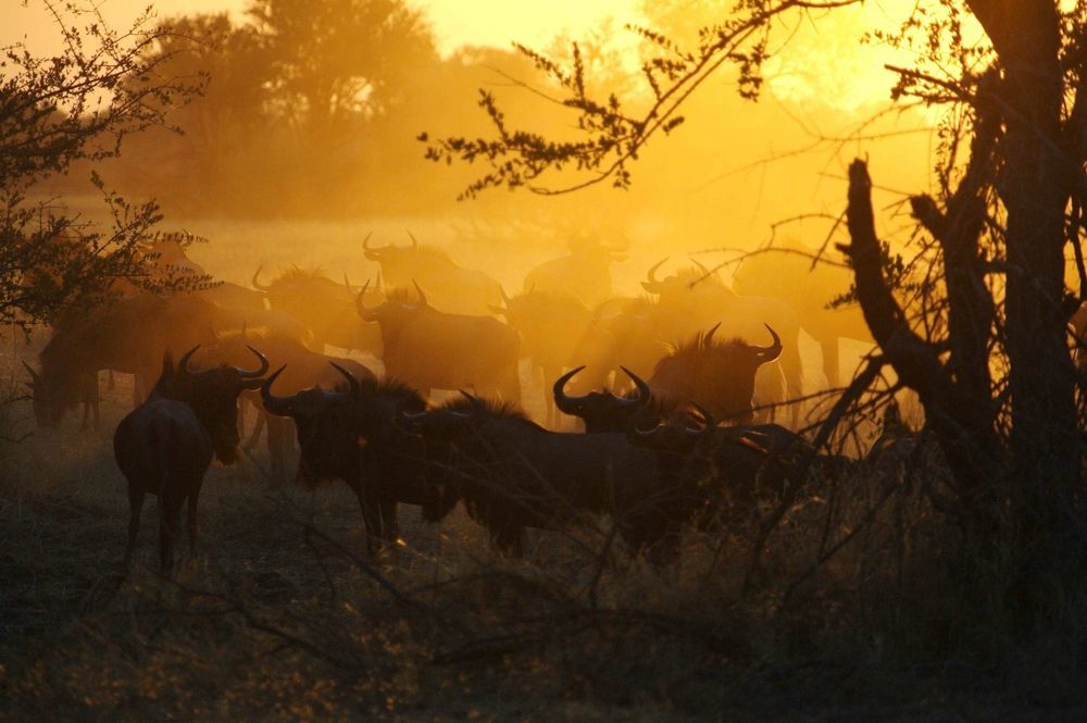 Отель The Hide Safari Camp Dete Экстерьер фото
